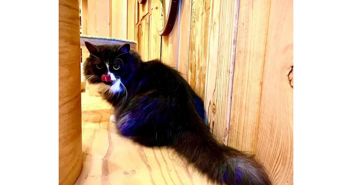 猫カフェ MOCHA 秋葉原店（秋葉原/カフェ） - Retty（レッティ）